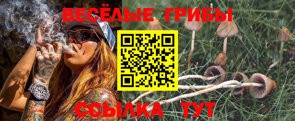 Галлюциногенные грибы Psilocybe Кубинка